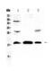 Transmembrane Protein 240 antibody, PA5-80139, Invitrogen Antibodies, Western Blot image 