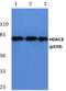 Histone Deacetylase 8 antibody, PA5-36648, Invitrogen Antibodies, Western Blot image 