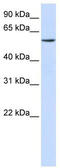 Zinc Finger Protein 358 antibody, TA344520, Origene, Western Blot image 