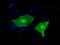 MTOR Associated Protein, Eak-7 Homolog antibody, TA501008, Origene, Immunofluorescence image 