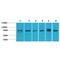 Mitogen-Activated Protein Kinase 7 antibody, LS-C387775, Lifespan Biosciences, Western Blot image 