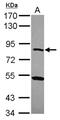 Carboxypeptidase X, M14 Family Member 1 antibody, NBP2-15996, Novus Biologicals, Western Blot image 