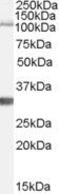 Insulin Degrading Enzyme antibody, PA5-18754, Invitrogen Antibodies, Western Blot image 