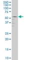 GA Binding Protein Transcription Factor Subunit Alpha antibody, H00002551-M07, Novus Biologicals, Western Blot image 