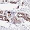 EF-Hand Domain Family Member D1 antibody, NBP2-33281, Novus Biologicals, Immunohistochemistry frozen image 
