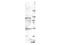 NEDD4 E3 Ubiquitin Protein Ligase antibody, A00984, Boster Biological Technology, Western Blot image 