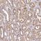 Family With Sequence Similarity 89 Member B antibody, HPA046895, Atlas Antibodies, Immunohistochemistry paraffin image 