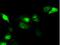 Serine Racemase antibody, NBP2-02332, Novus Biologicals, Immunofluorescence image 