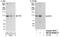 Integrator Complex Subunit 6 antibody, NB100-86990, Novus Biologicals, Western Blot image 