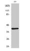 Docking Protein 4 antibody, A11549-1, Boster Biological Technology, Western Blot image 