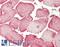 Semaphorin 4D antibody, LS-B12098, Lifespan Biosciences, Immunohistochemistry frozen image 