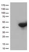 Dual Specificity Phosphatase 5 antibody, LS-C795731, Lifespan Biosciences, Western Blot image 