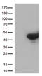 VH3 antibody, LS-C795731, Lifespan Biosciences, Western Blot image 