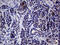 Interleukin-24 antibody, LS-C794929, Lifespan Biosciences, Immunohistochemistry paraffin image 