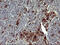 Matrix Metallopeptidase 13 antibody, LS-C788264, Lifespan Biosciences, Immunohistochemistry frozen image 