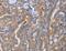 Sialic acid-binding Ig-like lectin 6 antibody, LS-C403038, Lifespan Biosciences, Immunohistochemistry frozen image 
