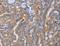 Sialic Acid Binding Ig Like Lectin 6 antibody, LS-C403038, Lifespan Biosciences, Immunohistochemistry frozen image 