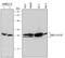 NME1 antibody, MAB6019, R&D Systems, Western Blot image 
