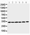 Cyclin D1 antibody, PA1245-1, Boster Biological Technology, Western Blot image 