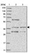 WD Repeat Domain 92 antibody, PA5-57235, Invitrogen Antibodies, Western Blot image 