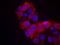 Kinase Insert Domain Receptor antibody, A00901-4, Boster Biological Technology, Immunofluorescence image 