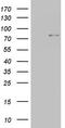 Periostin antibody, LS-C338849, Lifespan Biosciences, Western Blot image 