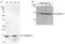 Galectin 7B antibody, GTX10482, GeneTex, Immunoprecipitation image 