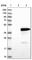 BCL2 Like 14 antibody, HPA040665, Atlas Antibodies, Western Blot image 