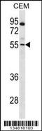 Paired Box 7 antibody, 57-920, ProSci, Western Blot image 