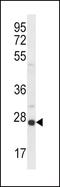 Oprs1 antibody, PA5-12327, Invitrogen Antibodies, Western Blot image 