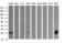 Galectin 3 antibody, LS-C788190, Lifespan Biosciences, Western Blot image 