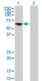 Target of EGR1 protein 1 antibody, LS-C133829, Lifespan Biosciences, Western Blot image 