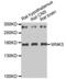 WNK Lysine Deficient Protein Kinase 3 antibody, PA5-76762, Invitrogen Antibodies, Western Blot image 