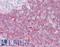 c-Kit antibody, LS-B10212, Lifespan Biosciences, Immunohistochemistry frozen image 