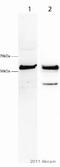 PRKCA-binding protein antibody, ab3420, Abcam, Western Blot image 