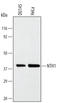 Nth Like DNA Glycosylase 1 antibody, MAB2675, R&D Systems, Western Blot image 