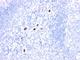 Myeloid Associated Differentiation Marker antibody, NBP2-45201, Novus Biologicals, Immunohistochemistry frozen image 