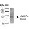 Chloride Voltage-Gated Channel 3 antibody, MA5-27709, Invitrogen Antibodies, Western Blot image 