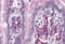 Ankyrin Repeat Domain 27 antibody, 5451, ProSci, Immunohistochemistry paraffin image 