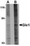 GLE1 RNA Export Mediator antibody, NBP1-76979, Novus Biologicals, Western Blot image 