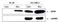 Nucleophosmin 1 antibody, TA301725, Origene, Western Blot image 