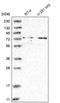 Sorting Nexin 7 antibody, NBP1-86276, Novus Biologicals, Western Blot image 