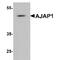 Adherens Junctions Associated Protein 1 antibody, TA349167, Origene, Western Blot image 