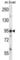 Ire1-alpha antibody, abx027912, Abbexa, Western Blot image 