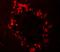 Regulator Of G Protein Signaling 22 antibody, GTX31492, GeneTex, Immunohistochemistry paraffin image 