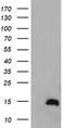 TSC22 Domain Family Member 3 antibody, CF505368, Origene, Western Blot image 