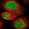 Cilia And Flagella Associated Protein 36 antibody, PA5-53541, Invitrogen Antibodies, Immunofluorescence image 