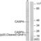Caspase 4 antibody, abx015557, Abbexa, Western Blot image 