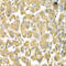 Mitogen-Activated Protein Kinase Kinase Kinase Kinase 3 antibody, 22-884, ProSci, Immunohistochemistry frozen image 