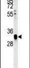 Transcription Factor AP-4 antibody, PA5-25356, Invitrogen Antibodies, Western Blot image 